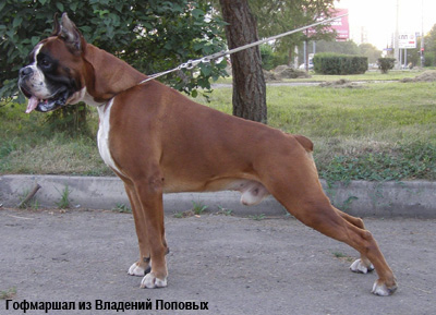 Боксер
