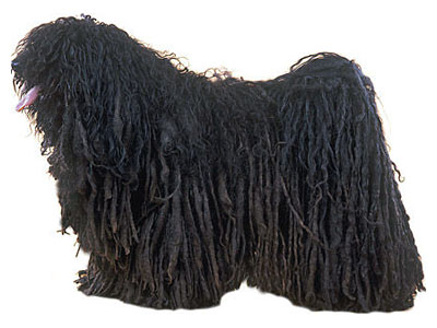 http://konura.info/foto/puli.jpg