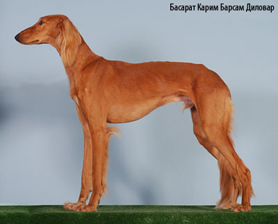 http://konura.info/foto/sal2.jpg